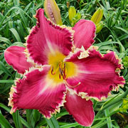 Spacecoast Princess Bride Daylily